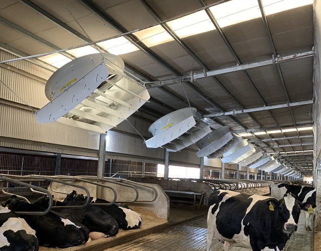 YNF 72" Cyclone fan put into use of cow farm of Wens group